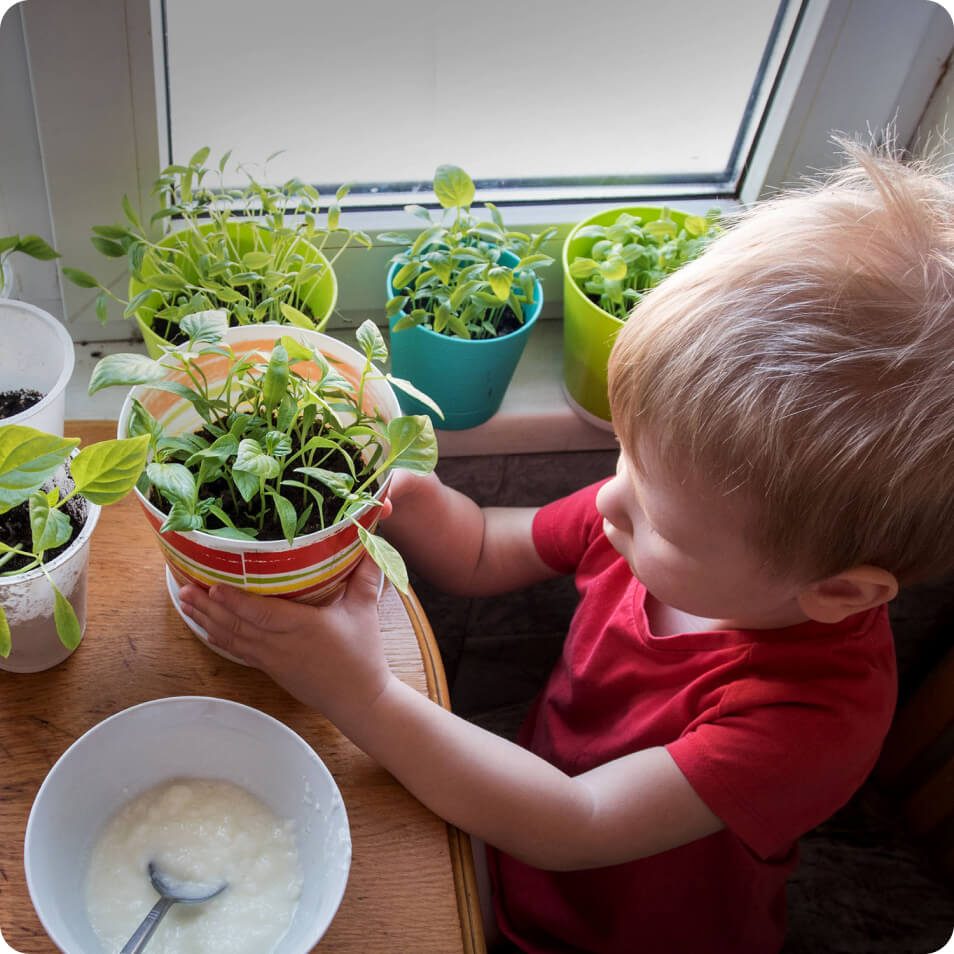 A little boy holding a potted plant in front of a windowsill container garden
