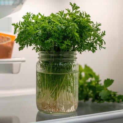 Fresh herbs in a glass jar filled with water inside a refrigerator