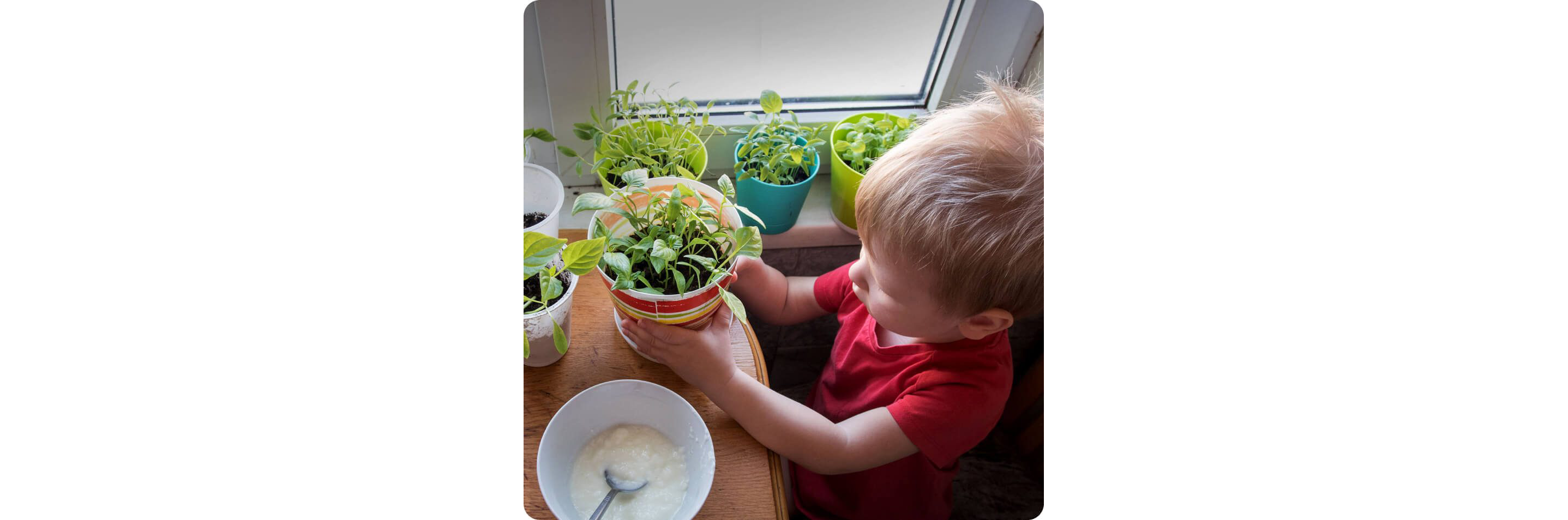 A little boy holding a potted plant in front of a windowsill container garden